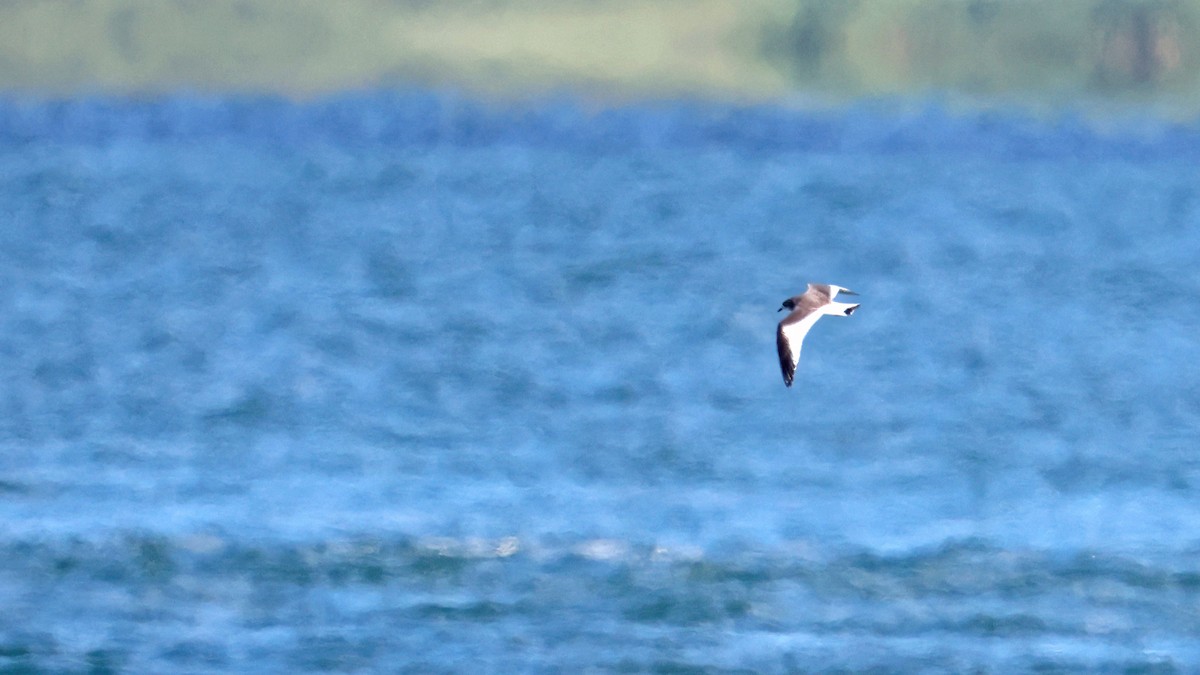 Sabine's Gull - Daniel Jauvin