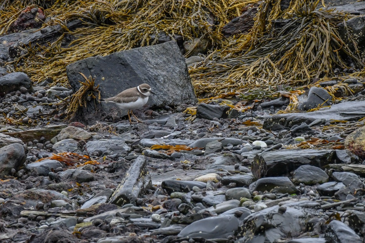 Semipalmated Plover - ML484887811