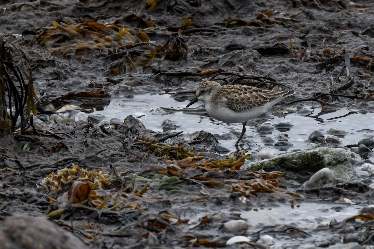 Semipalmated Sandpiper - ML484888121