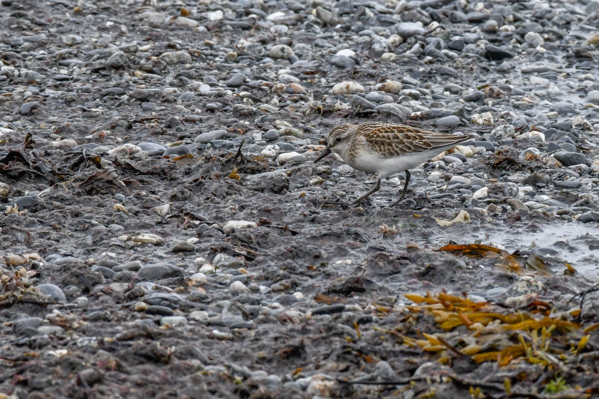 Semipalmated Sandpiper - ML484888131