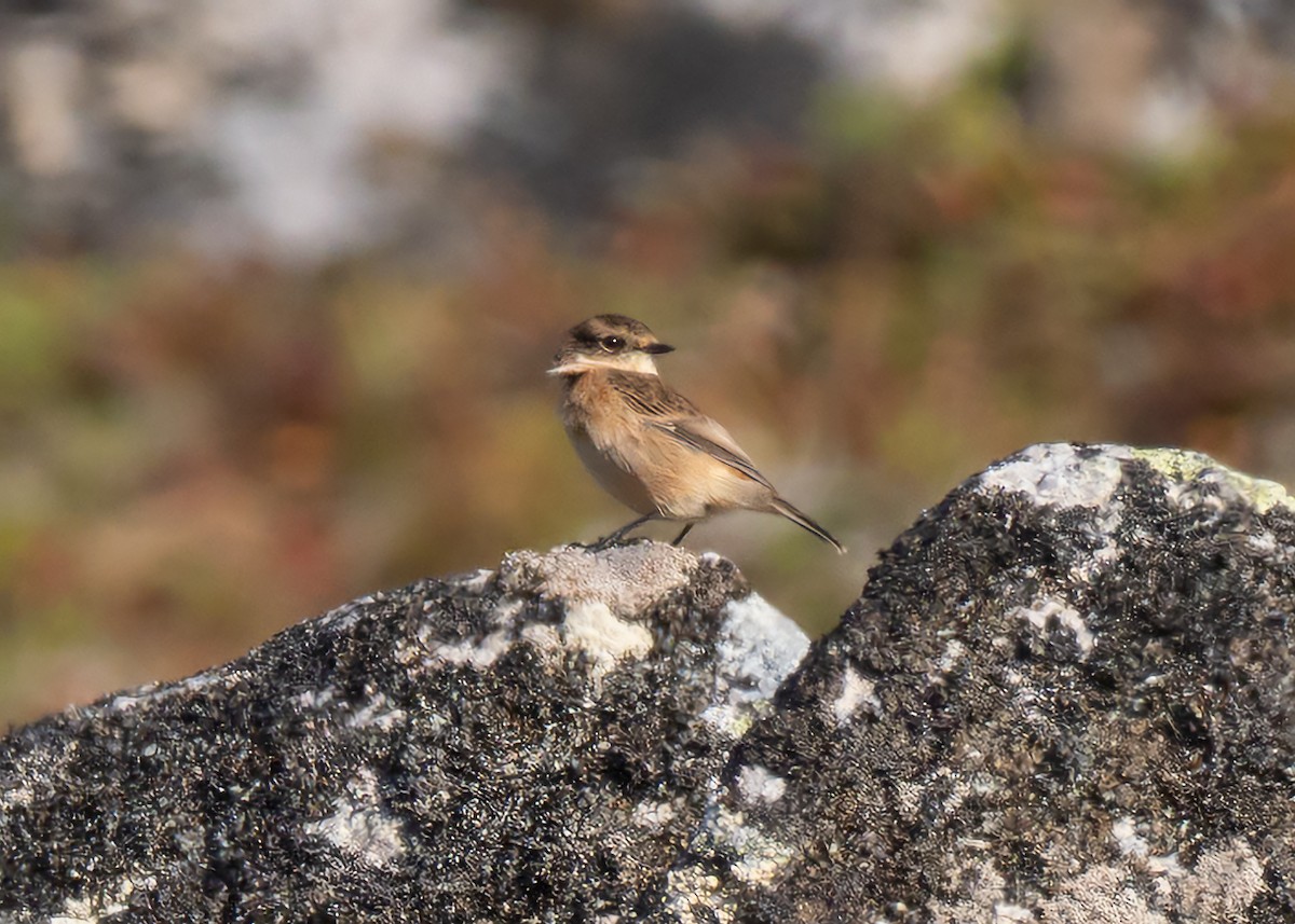 Amur Stonechat - Julio Mulero