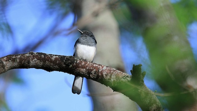 Oriental Magpie-Robin - ML484891181