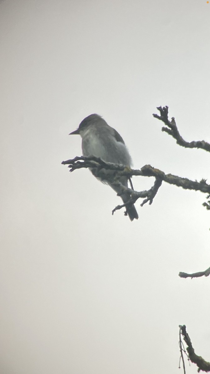 Olive-sided Flycatcher - ML484891261