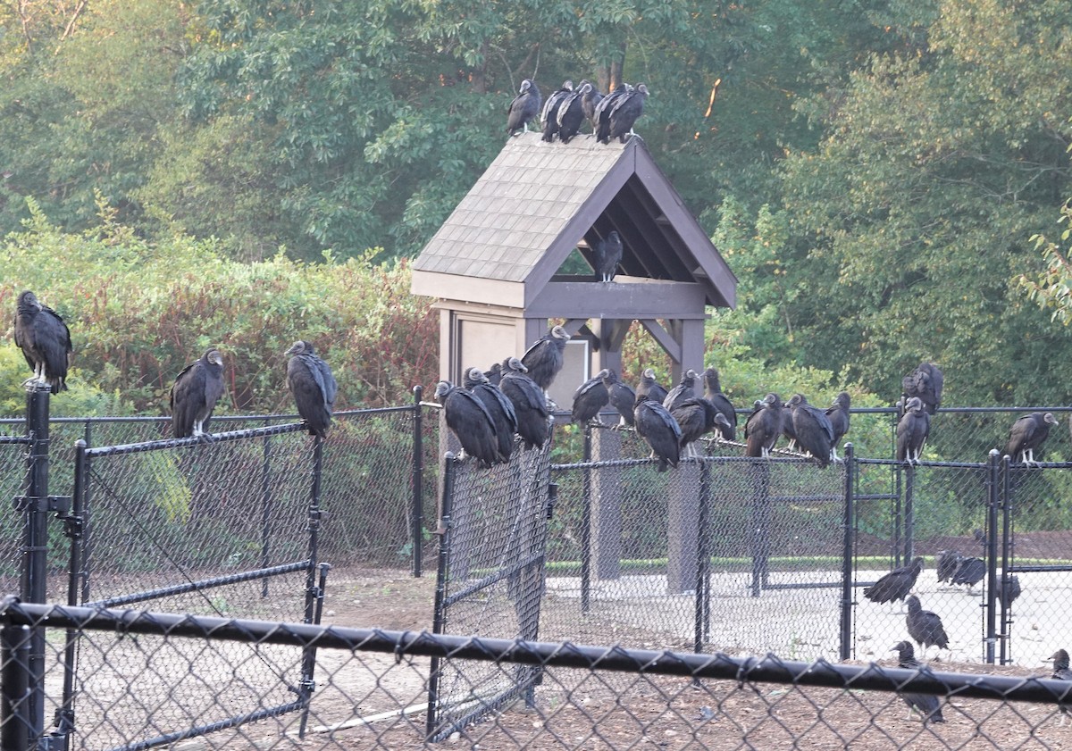Black Vulture - ML484891511