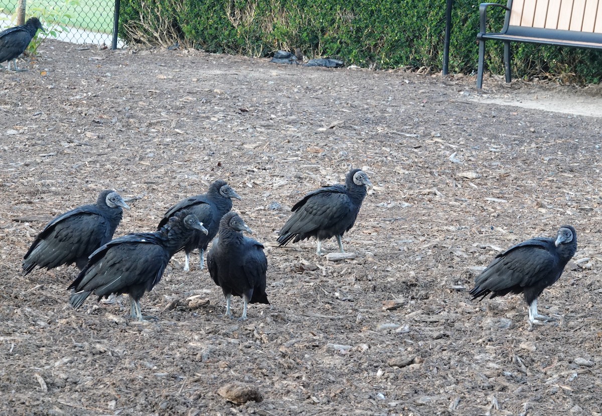 Black Vulture - ML484891521