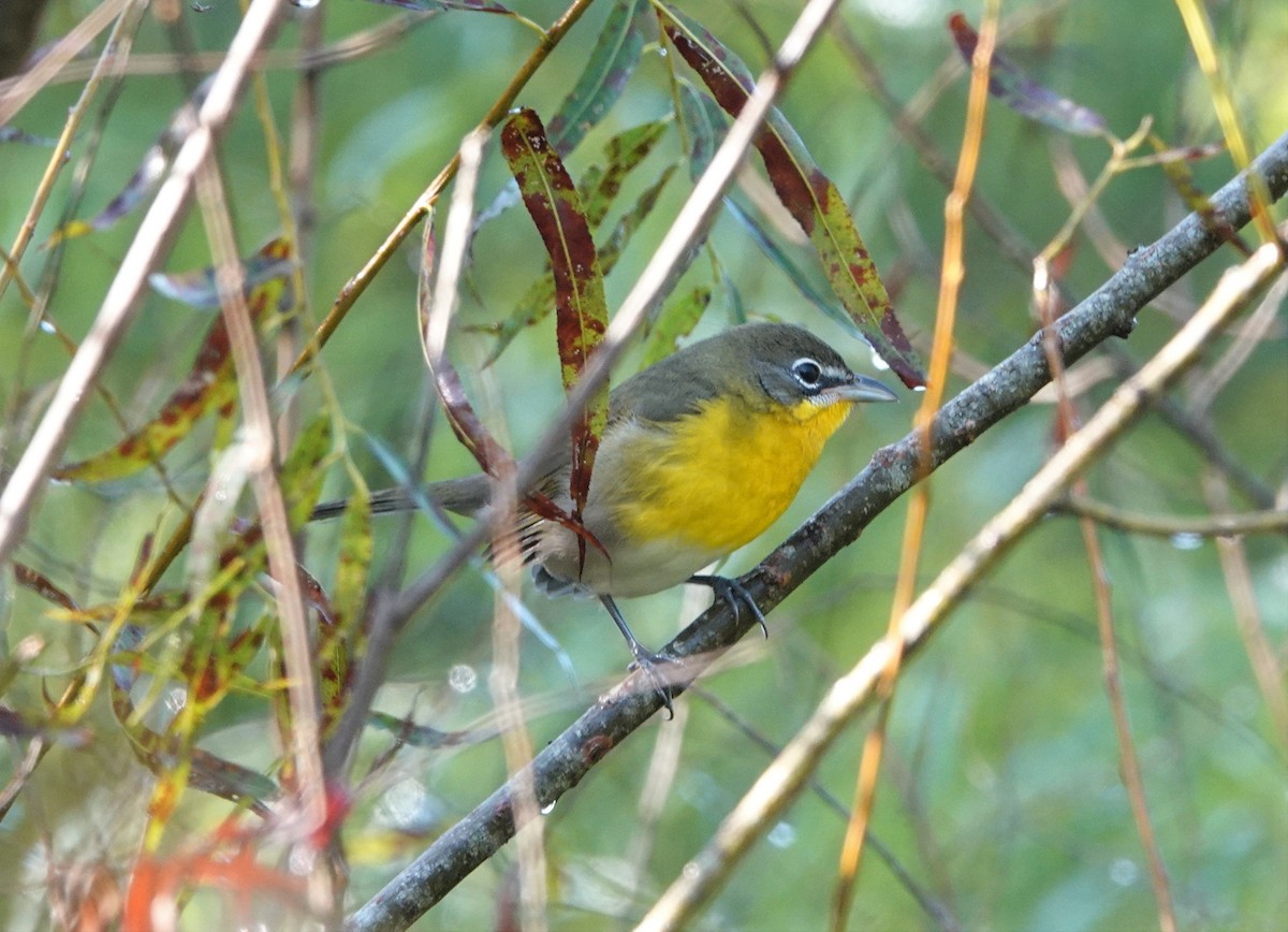 Yellow-breasted Chat - ML484891861