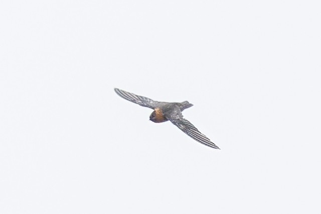 Chestnut-collared Swift - ML484892301