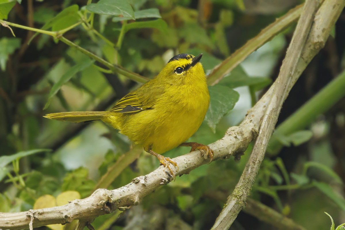 Black-crested Warbler - ML484892681