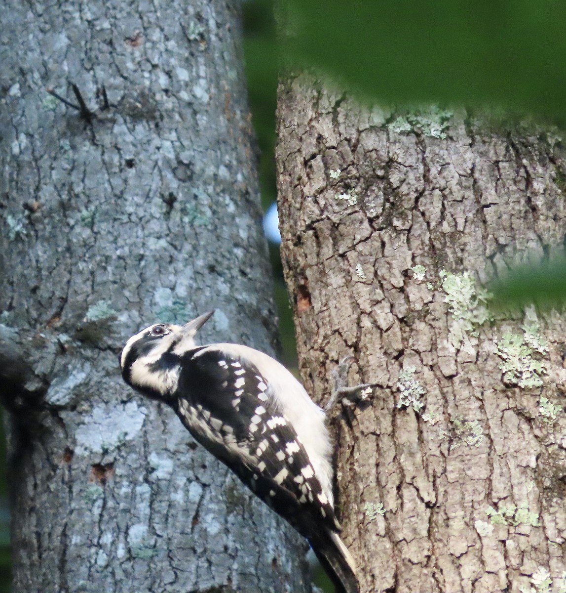 Hairy Woodpecker - ML484894231