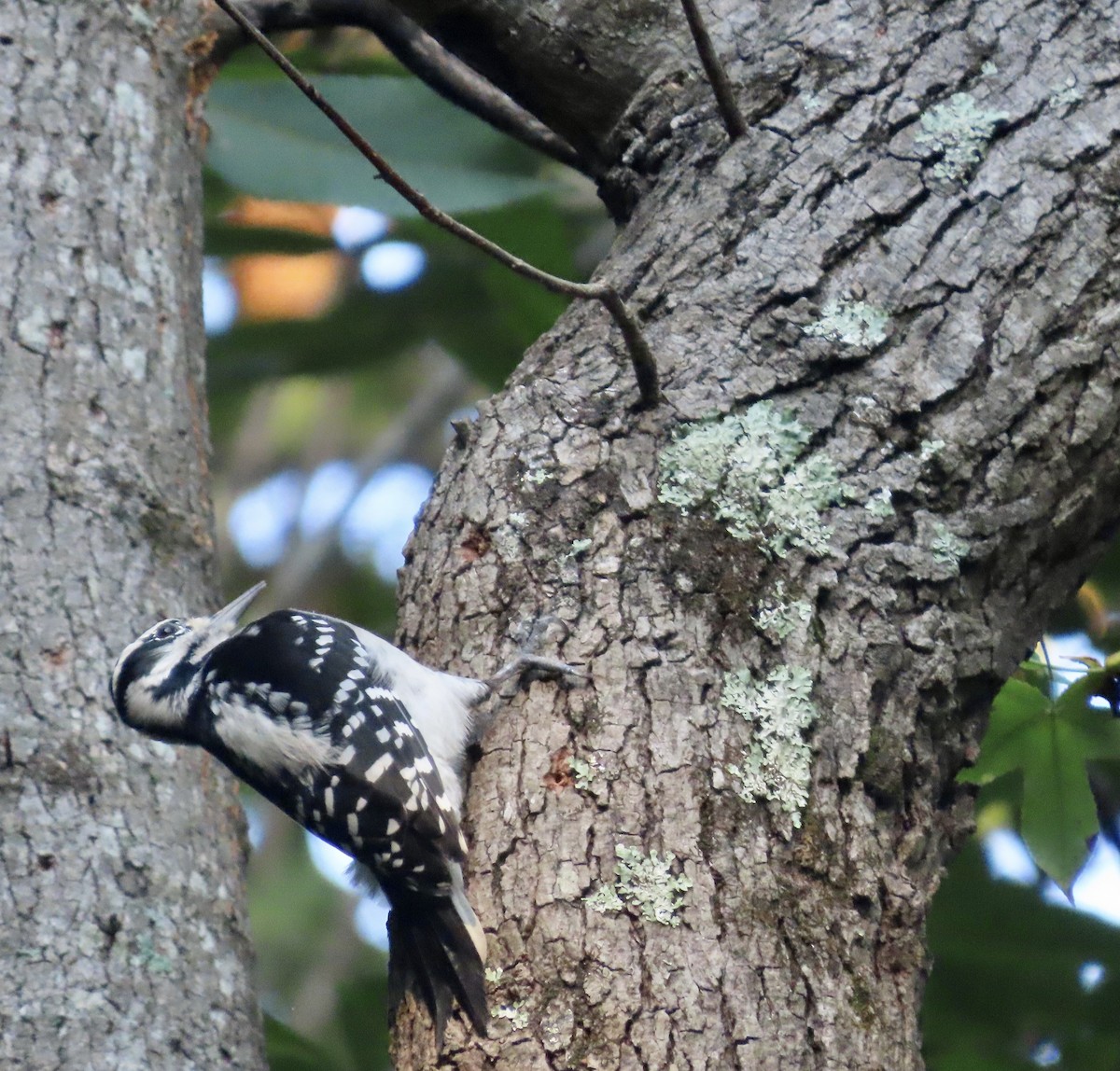 Hairy Woodpecker - ML484894241