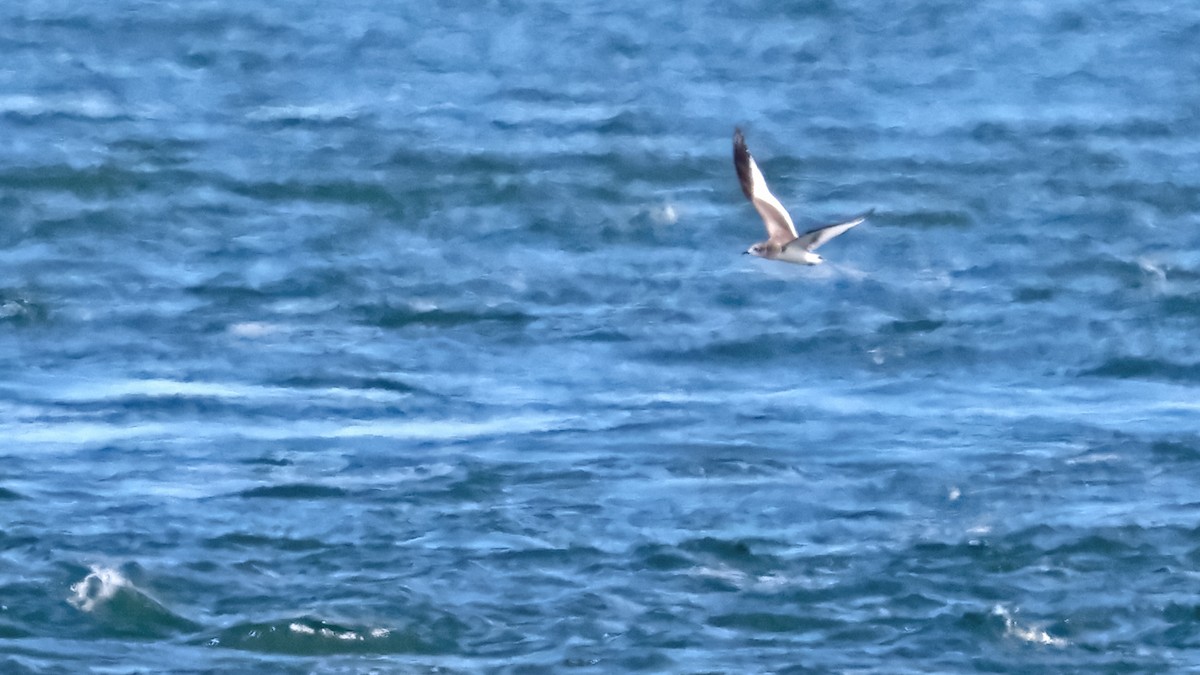 Sabine's Gull - Daniel Jauvin