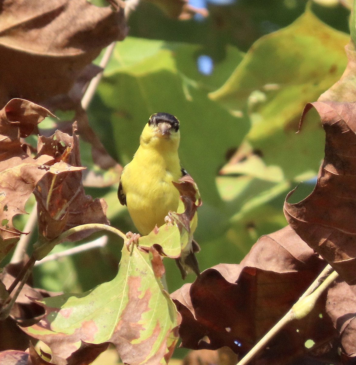 American Goldfinch - ML484894601