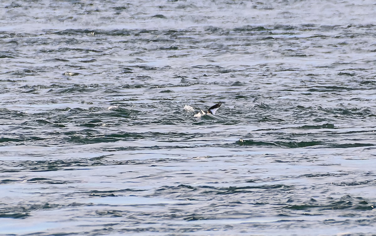 Sabine's Gull - Frederik Gustavsson