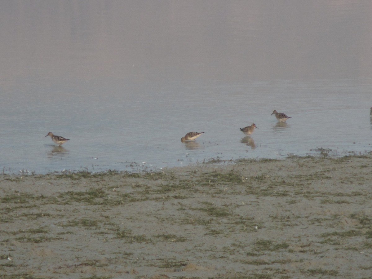 Орог элсэг - ML484895541