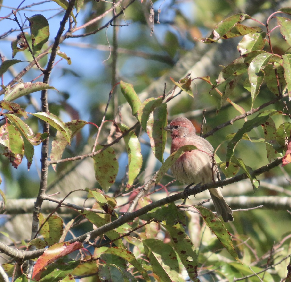 House Finch - ML484895991