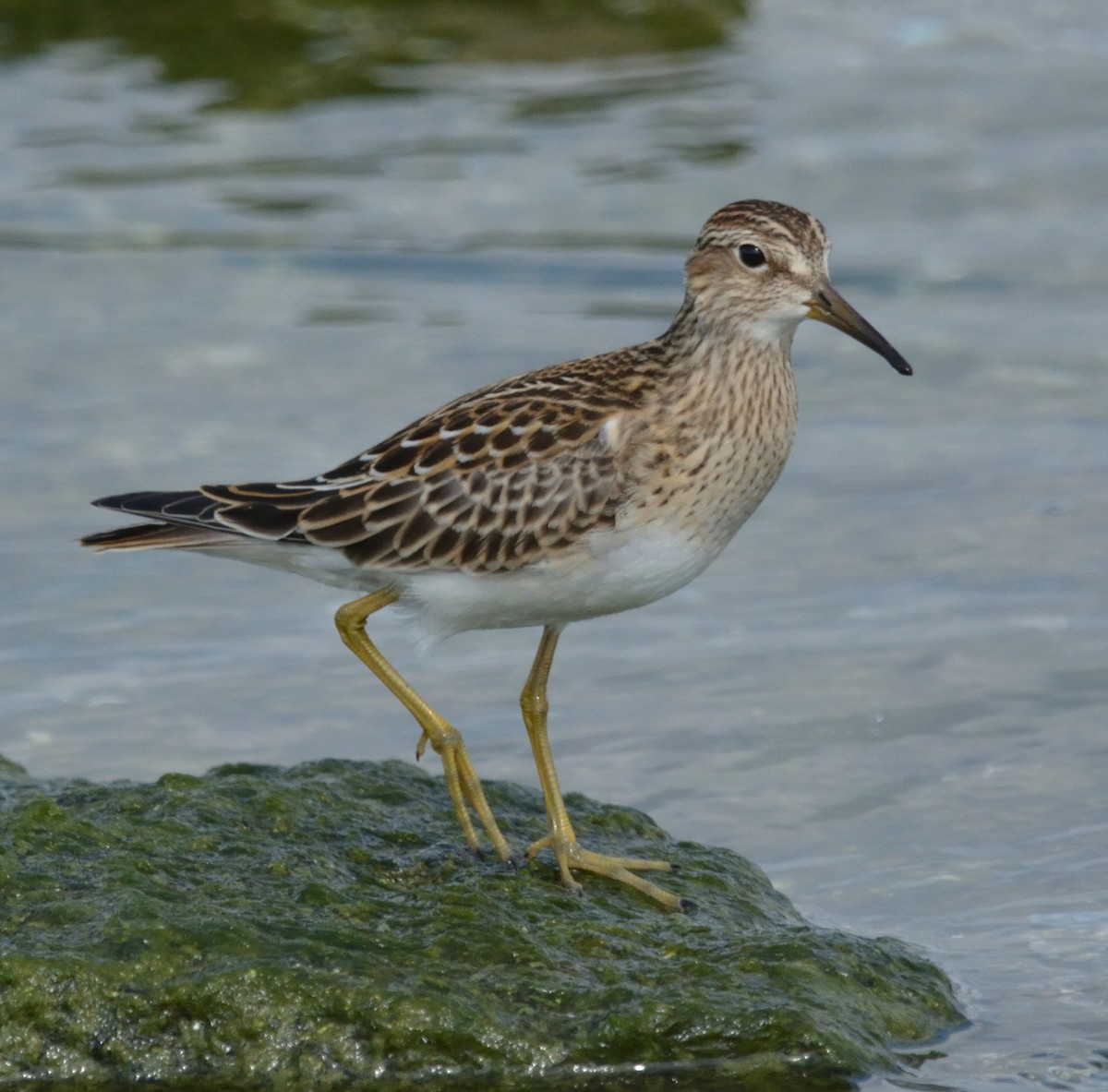 Pectoral Sandpiper - ML484898921