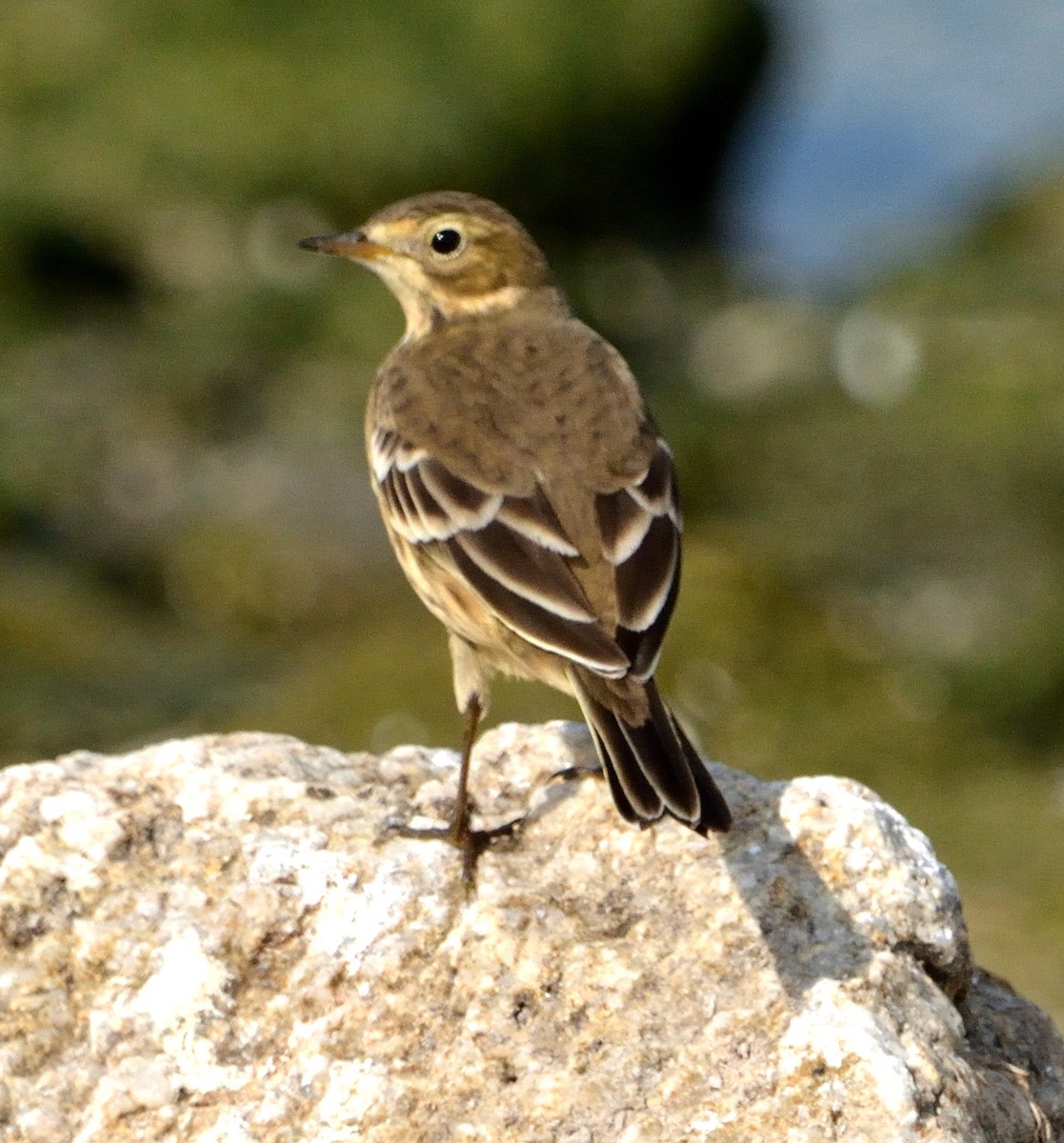 American Pipit - Margaret Hough