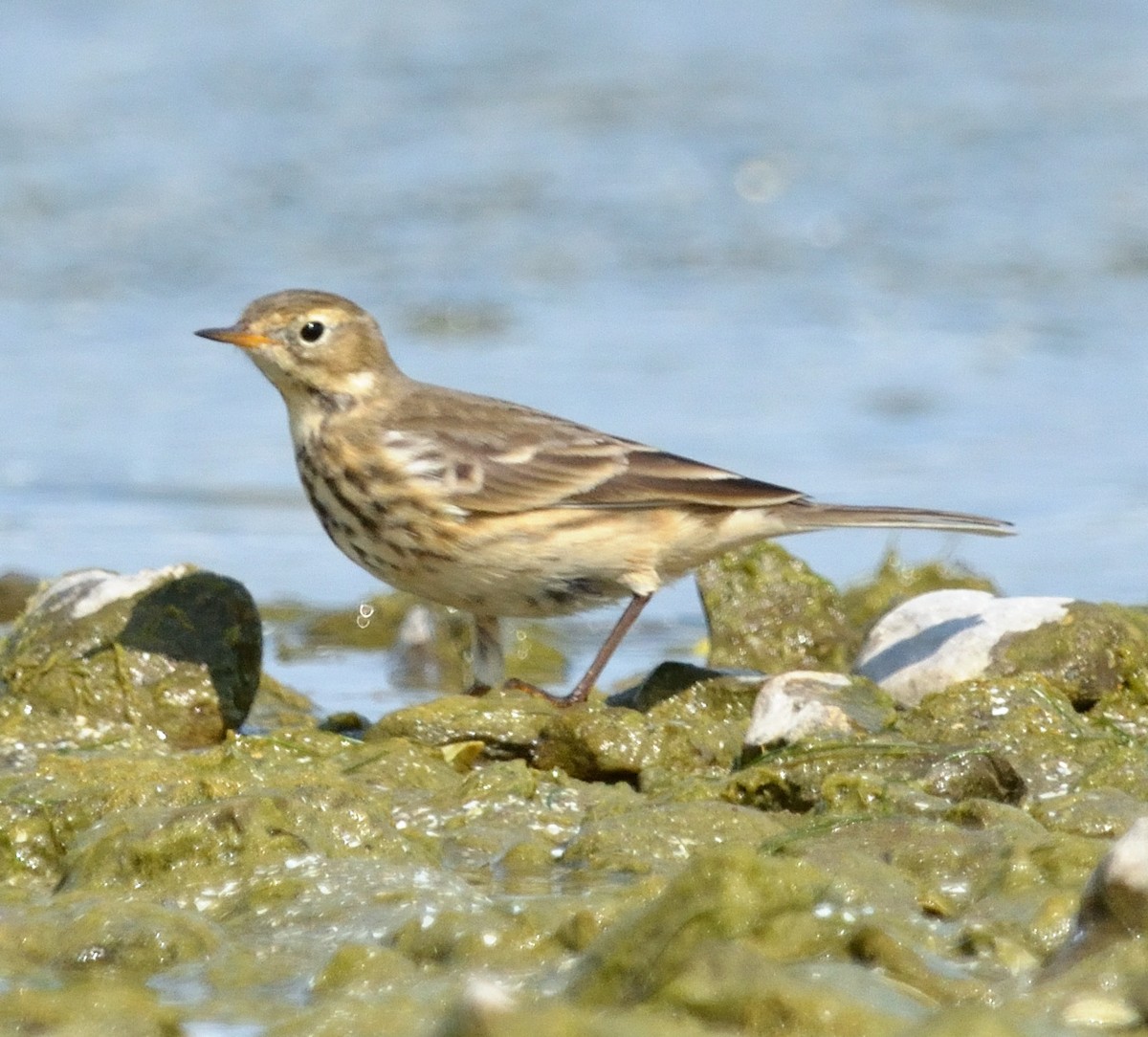 American Pipit - Margaret Hough