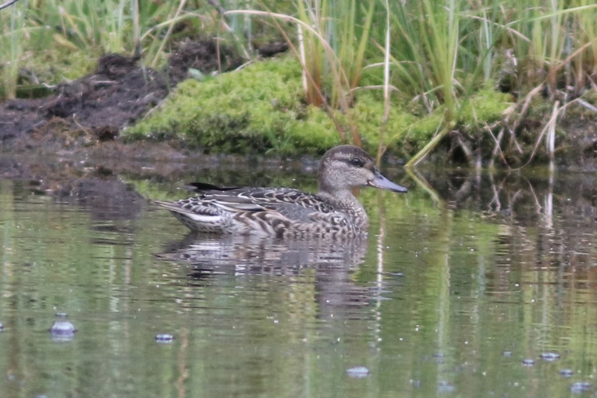 Green-winged Teal - ML484899591