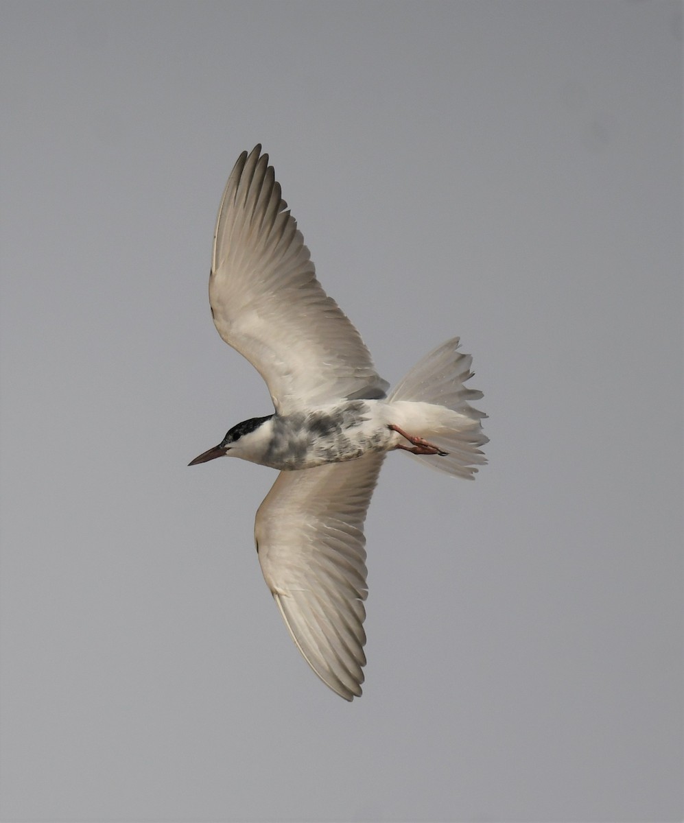 Whiskered Tern - ML484900641