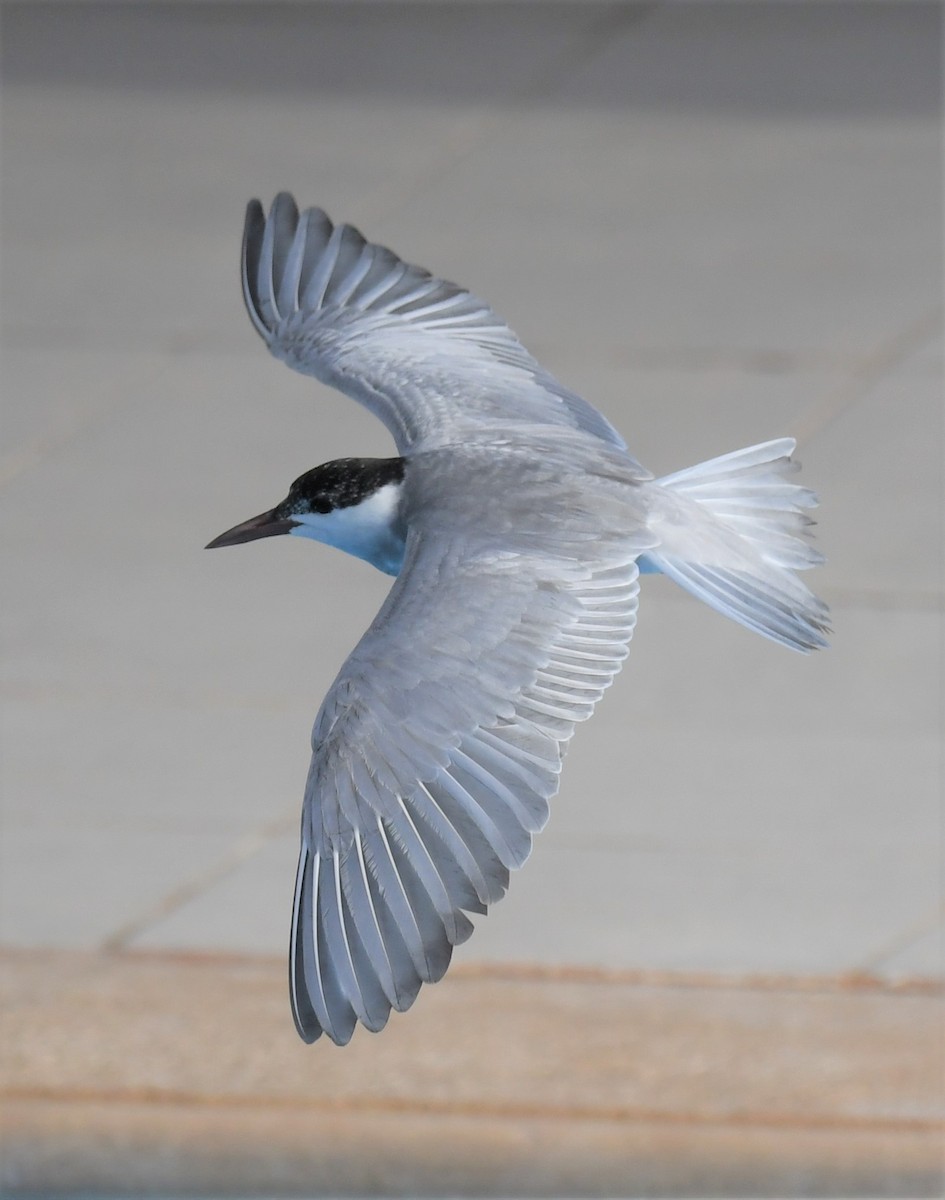 Whiskered Tern - ML484900651