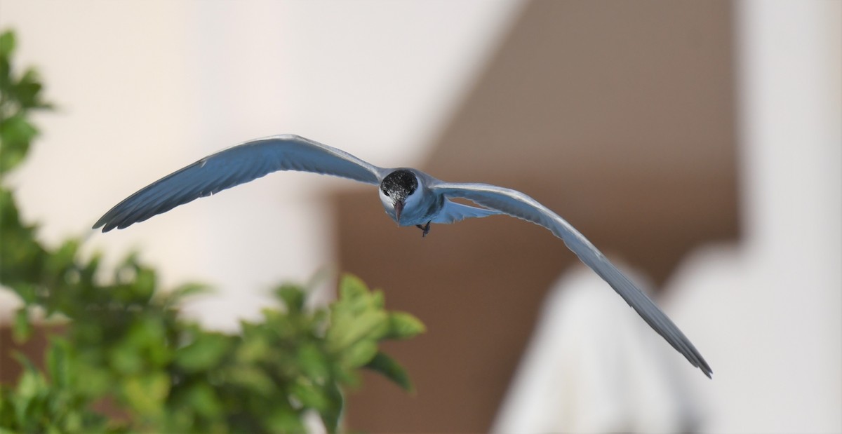 Whiskered Tern - ML484900671