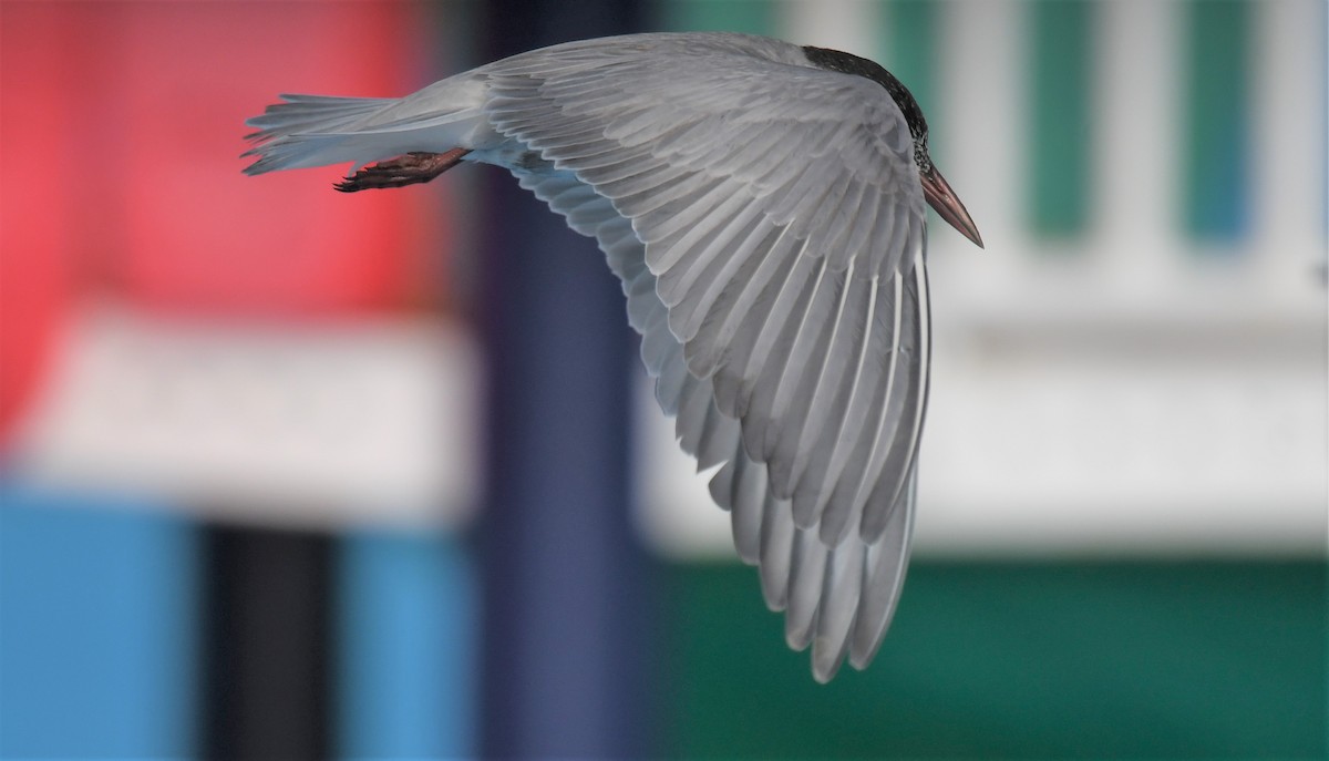 Whiskered Tern - ML484900691