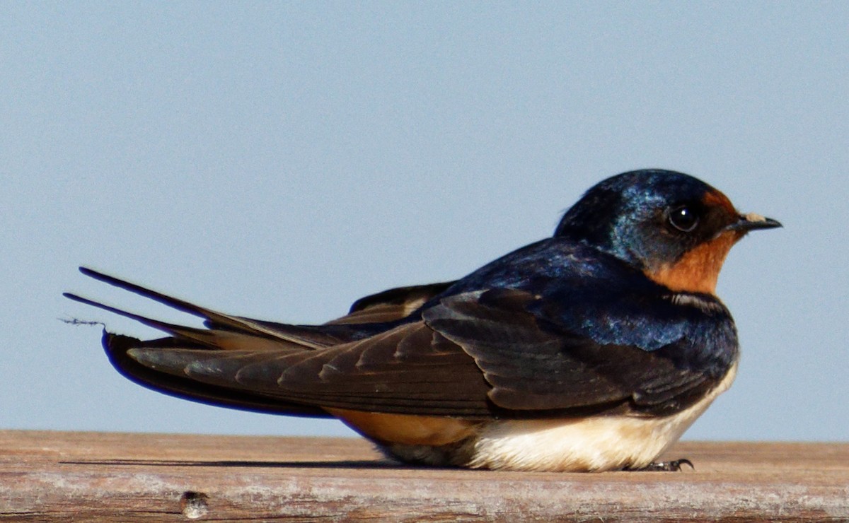 Barn Swallow - ML484907301