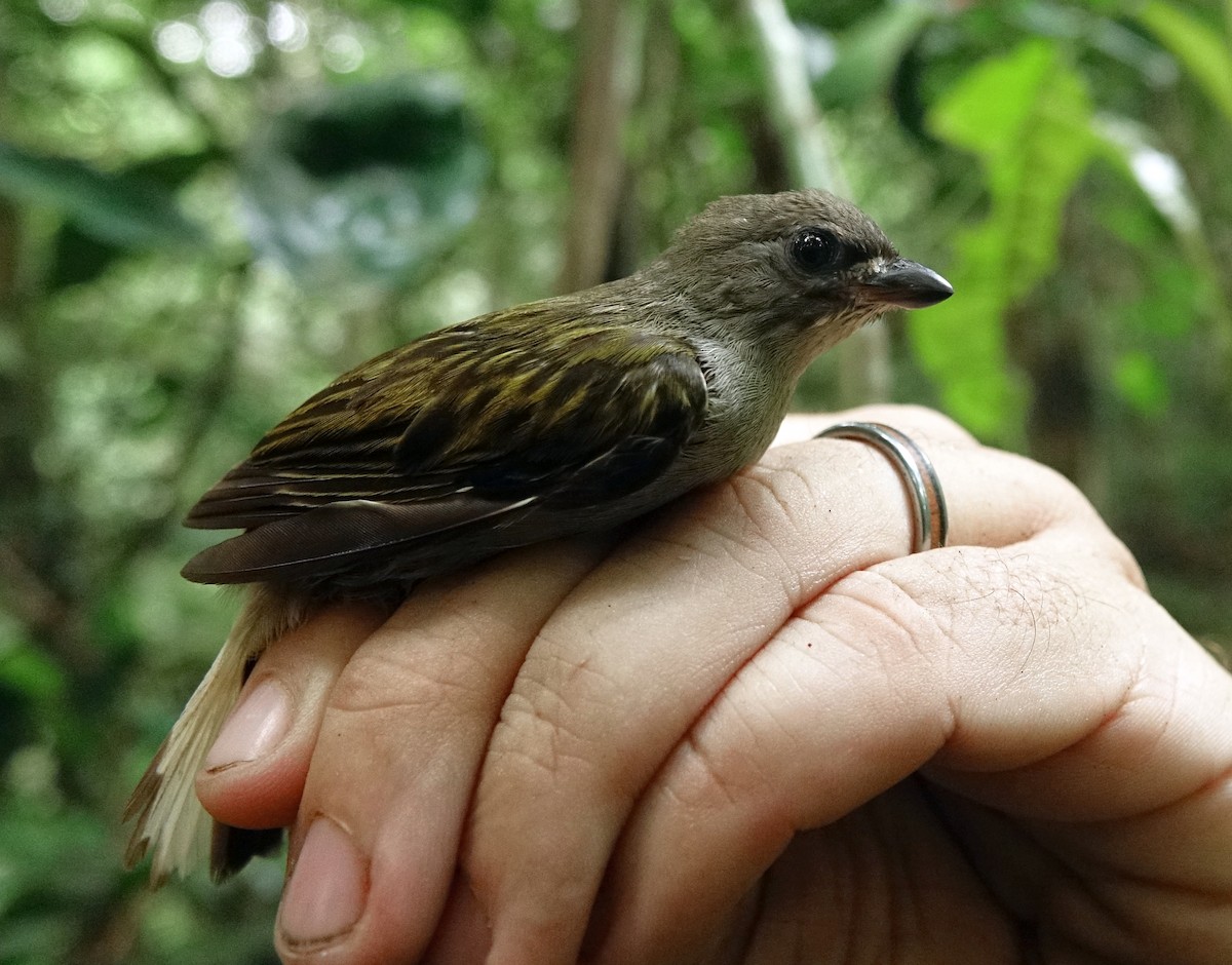 Least Honeyguide - Indicator exilis - Birds of the World