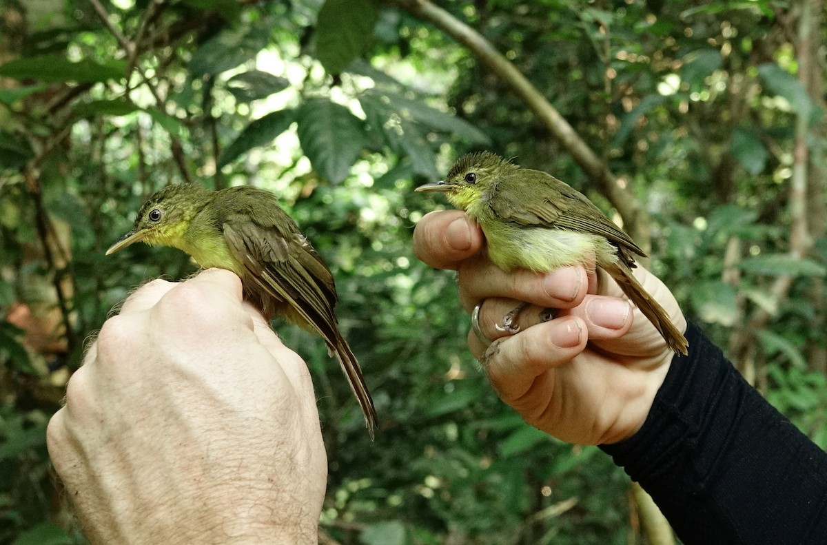 Bulbul ictérin - ML484908631