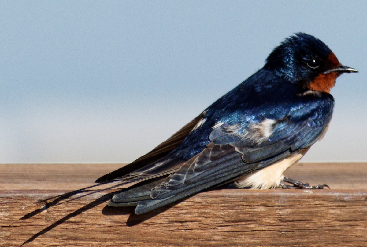 Barn Swallow - ML484908761