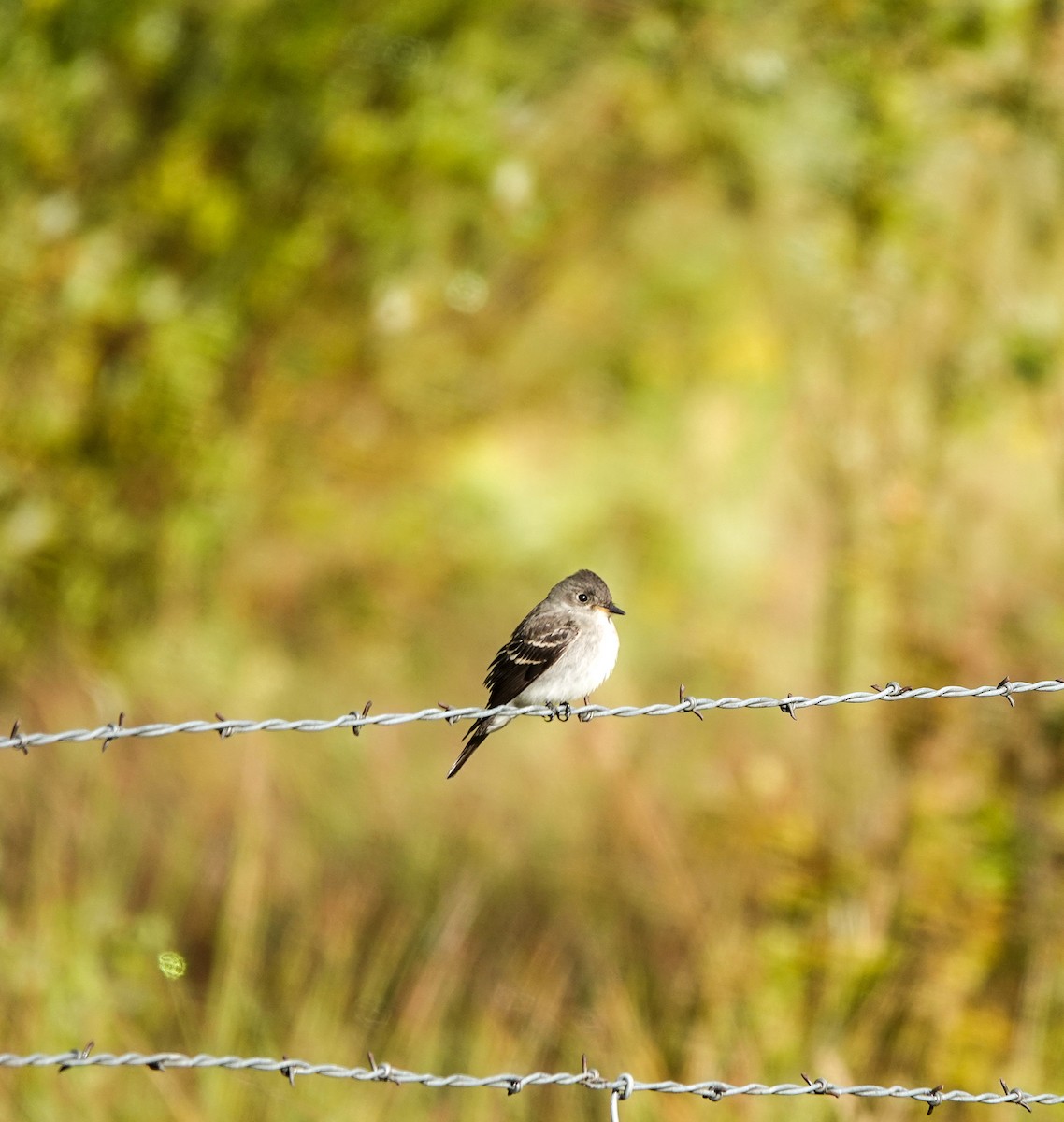 Western Wood-Pewee - ML484908911