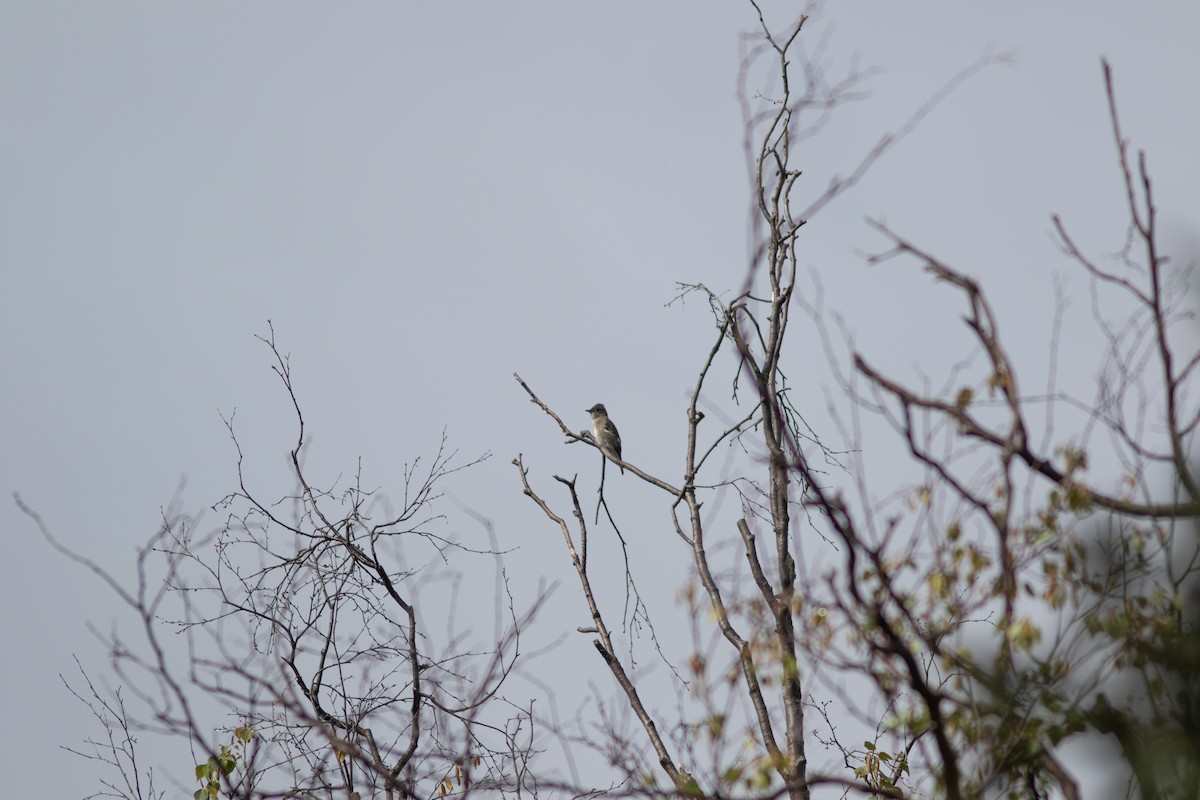 Olive-sided Flycatcher - Justin Saunders