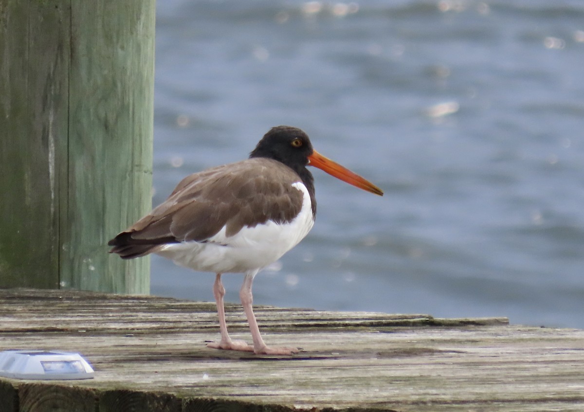 American Oystercatcher - ML484909571