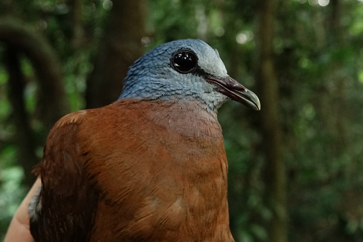 Blue-headed Wood-Dove - ML484909681