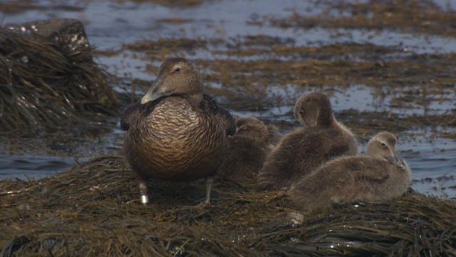 Common Eider - ML484910