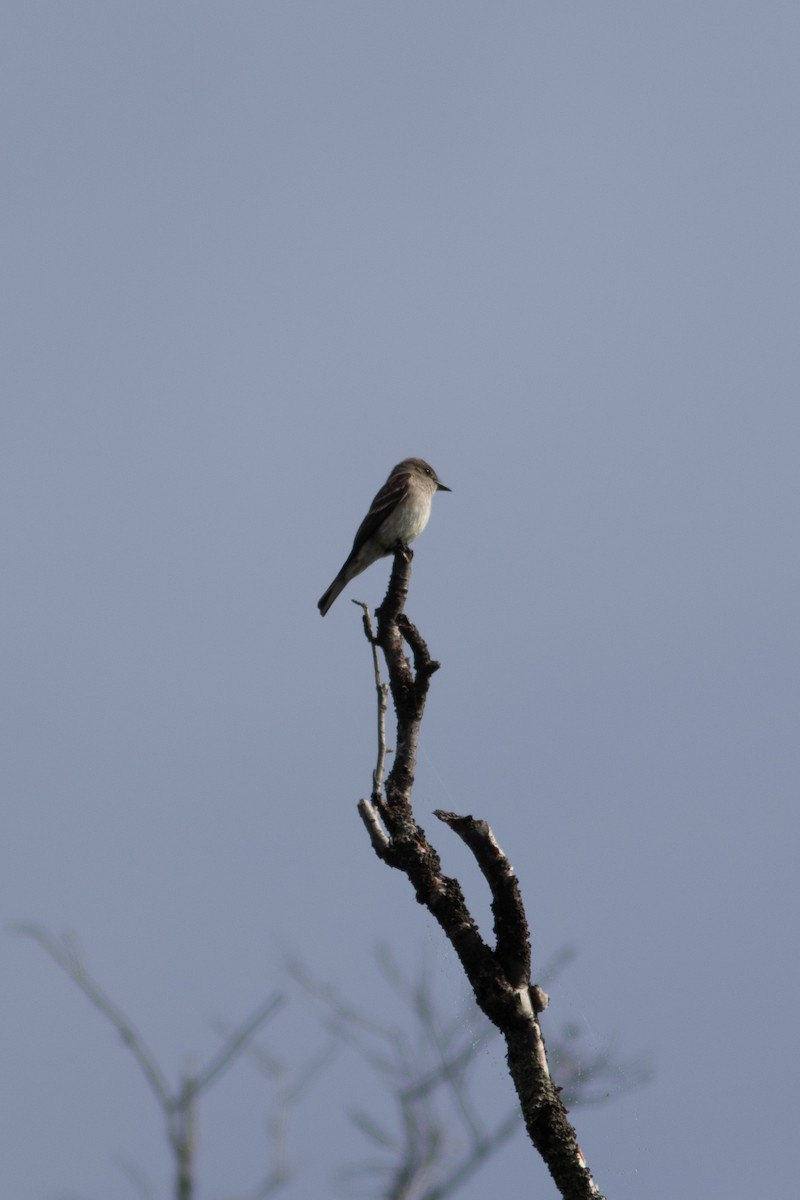 Western Wood-Pewee - ML484910291