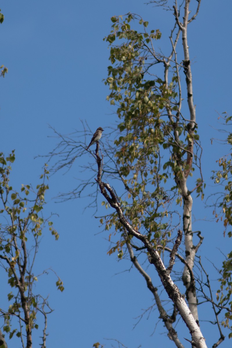 Western Wood-Pewee - ML484910301