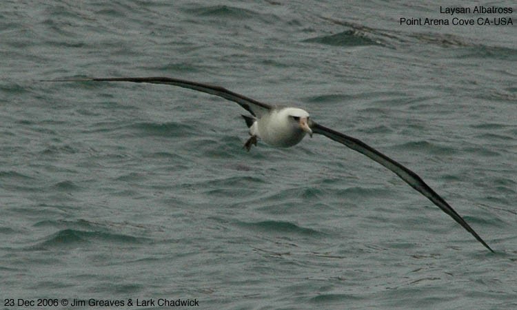 Laysan Albatross - ML484914611