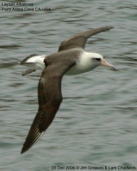 Laysan Albatross - ML484914711