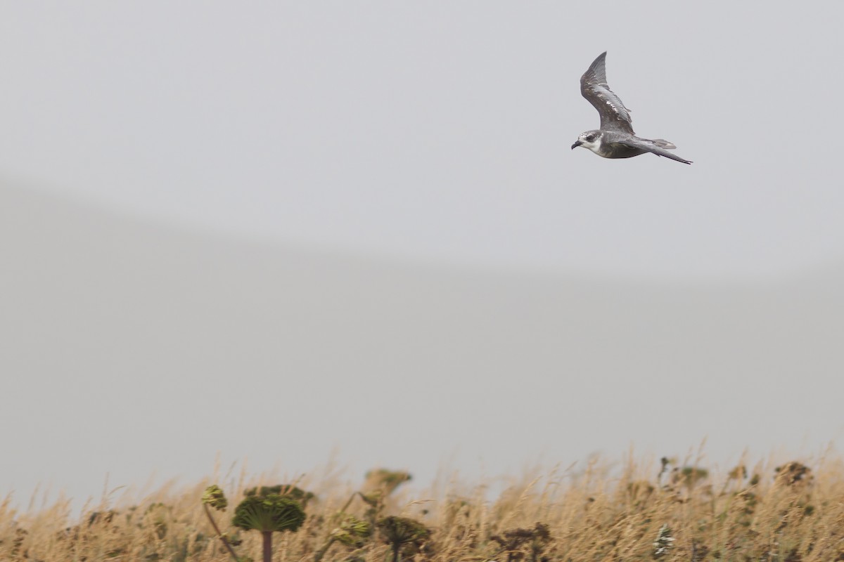 Mottled Petrel - ML484915481