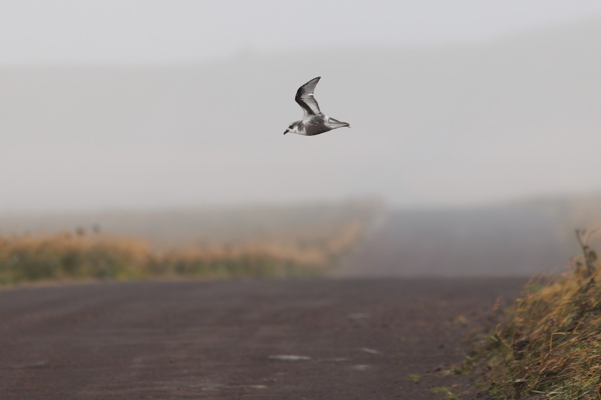 Mottled Petrel - ML484915531