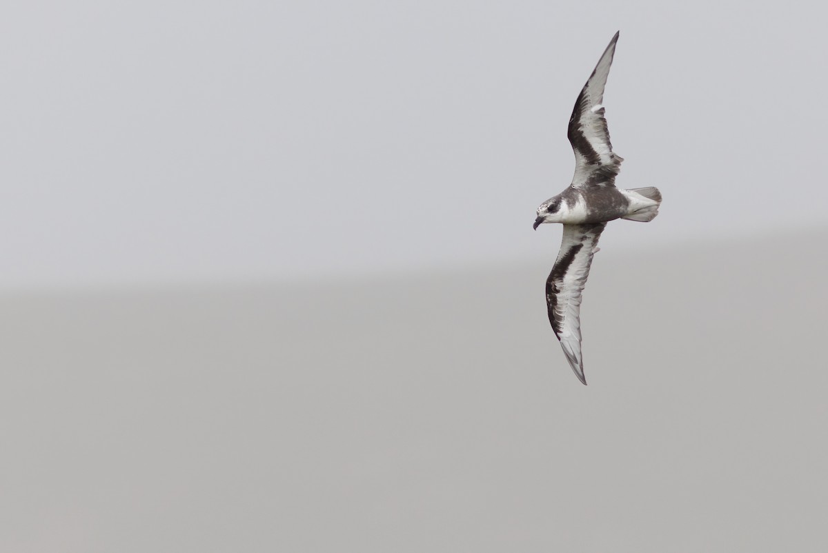 Mottled Petrel - ML484915751