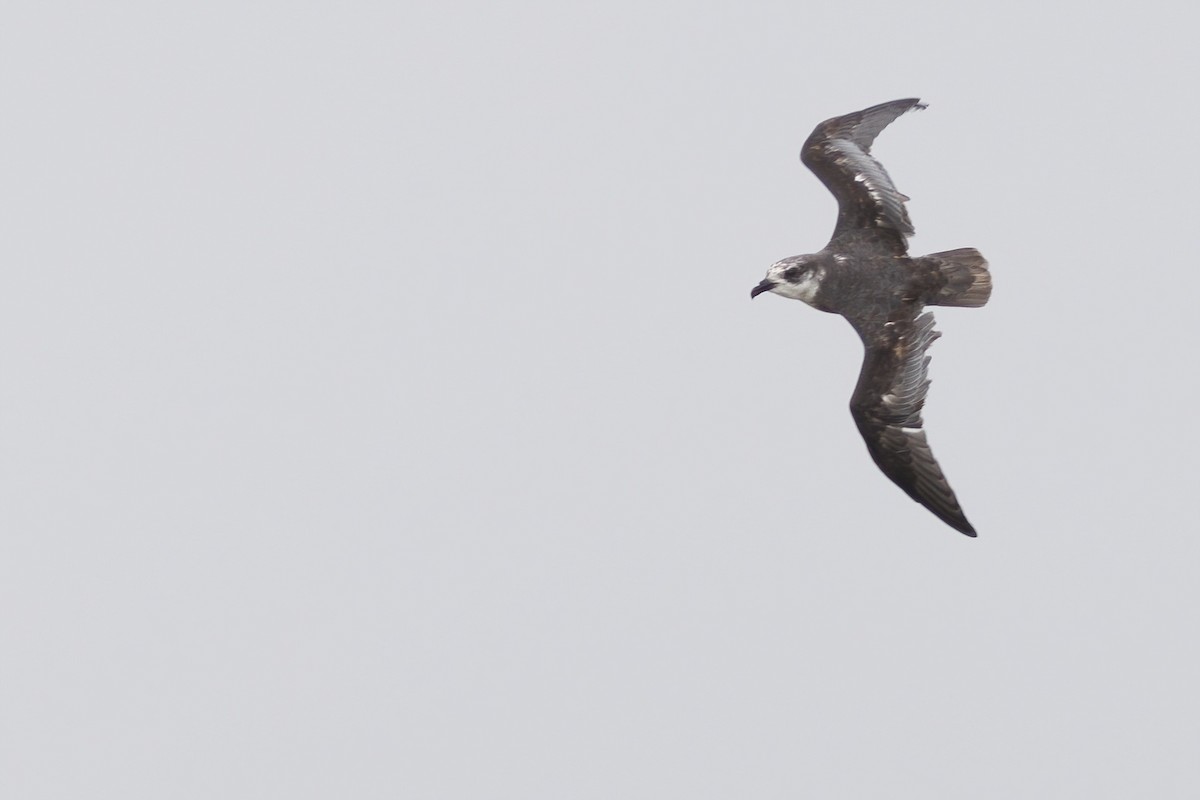 Mottled Petrel - ML484915931