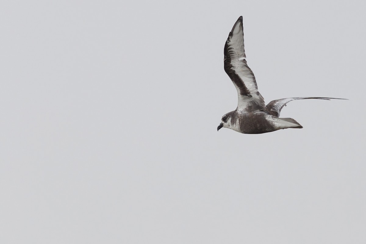 Mottled Petrel - ML484915961