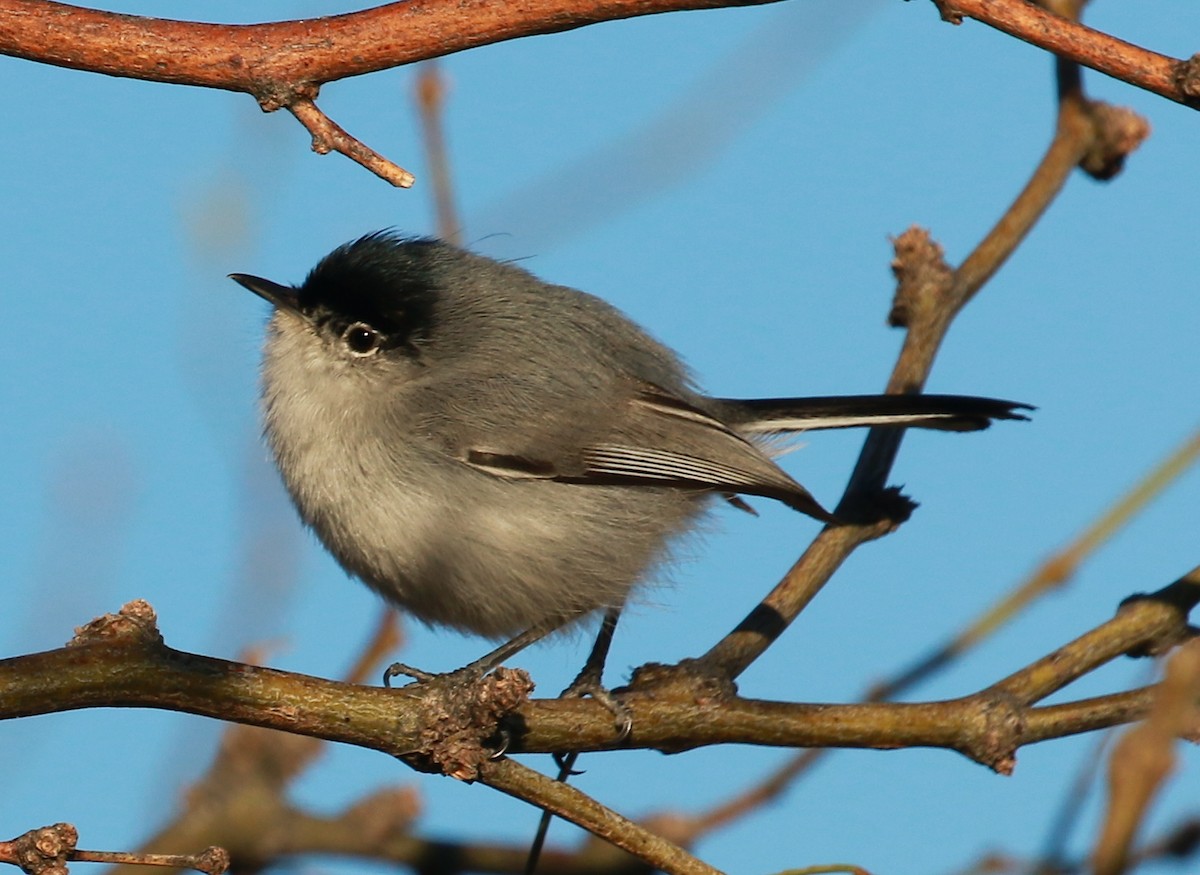 Black-tailed Gnatcatcher - ML48491711