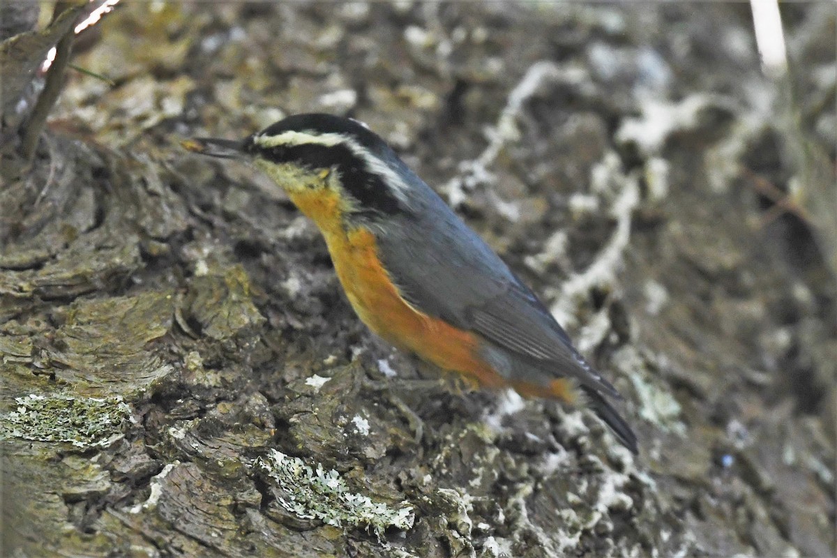 Red-breasted Nuthatch - Tim Metcalf