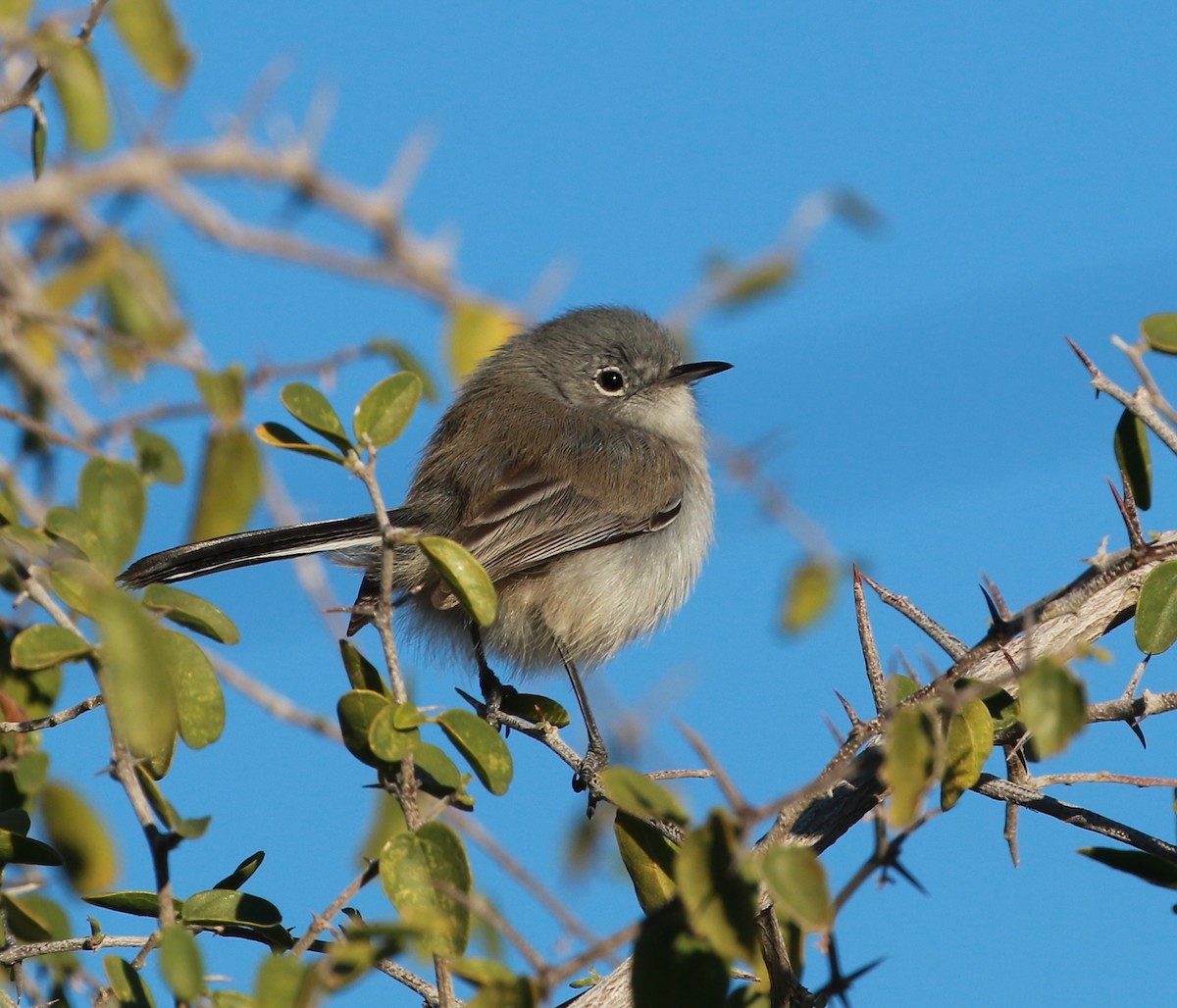 Black-tailed Gnatcatcher - David Stejskal