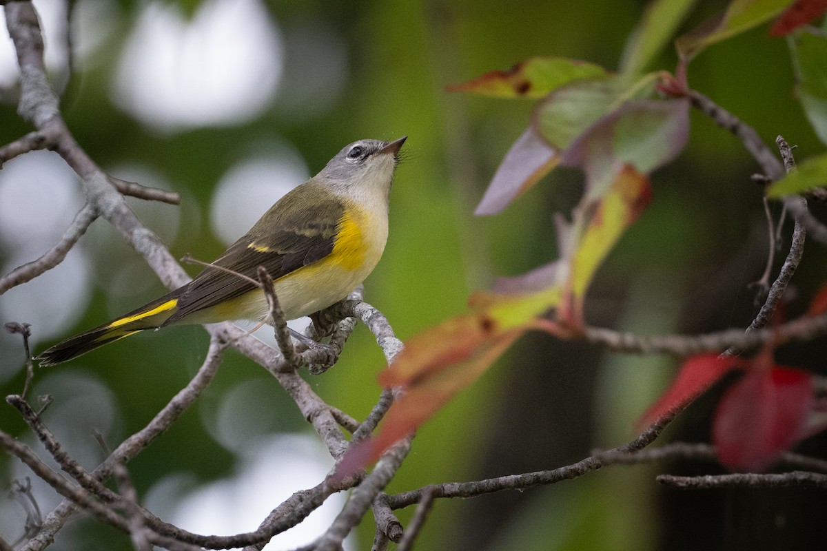 American Redstart - ML484917211