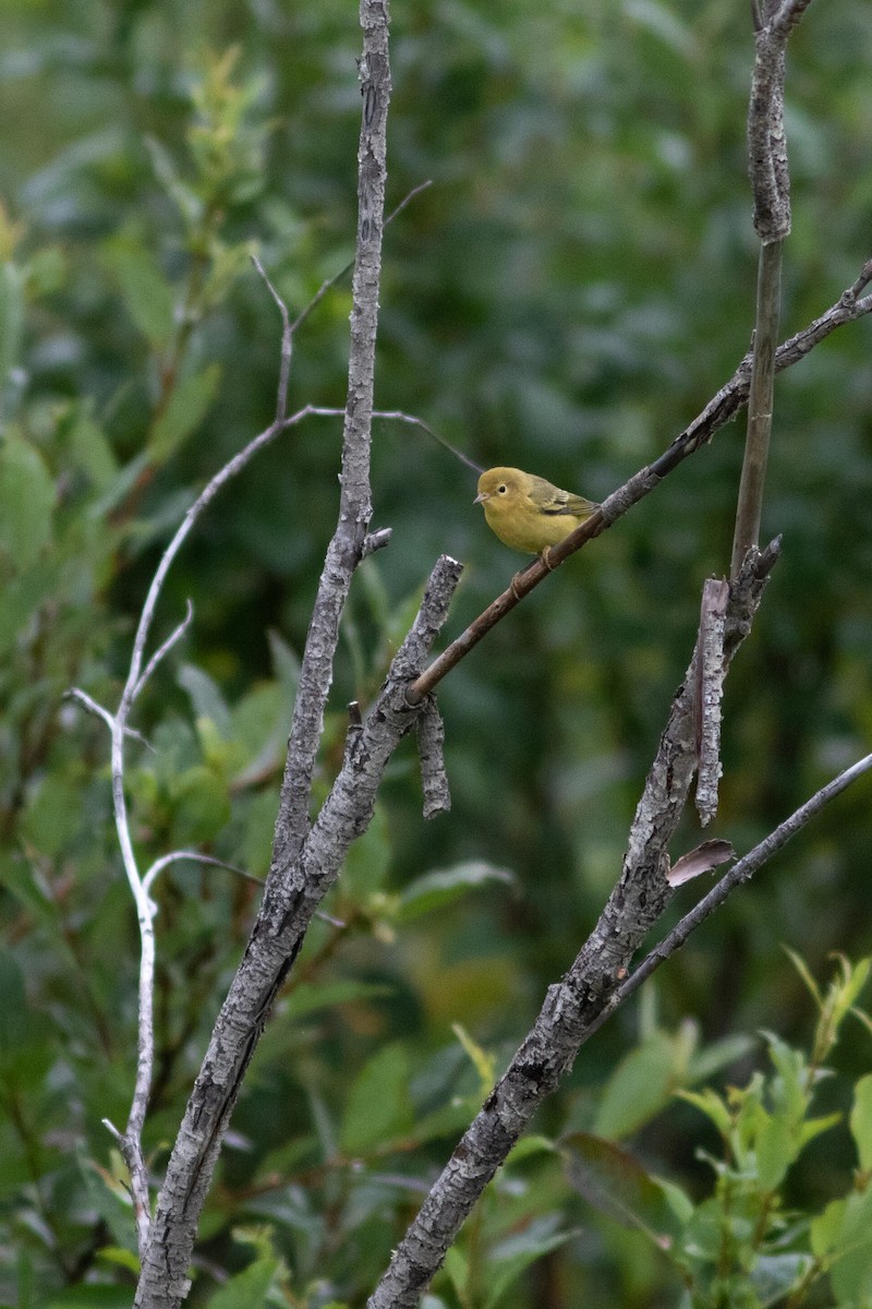 Yellow Warbler - ML484917281